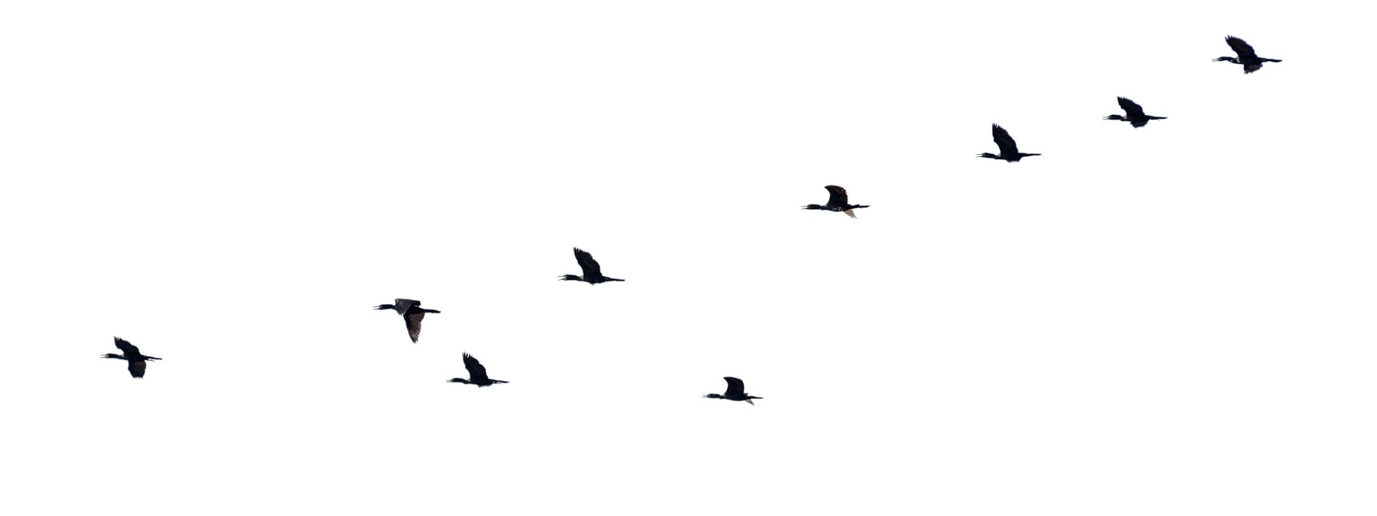 Silhouette flock of birds flying in a row 2021 08 27 09 39 20 utc